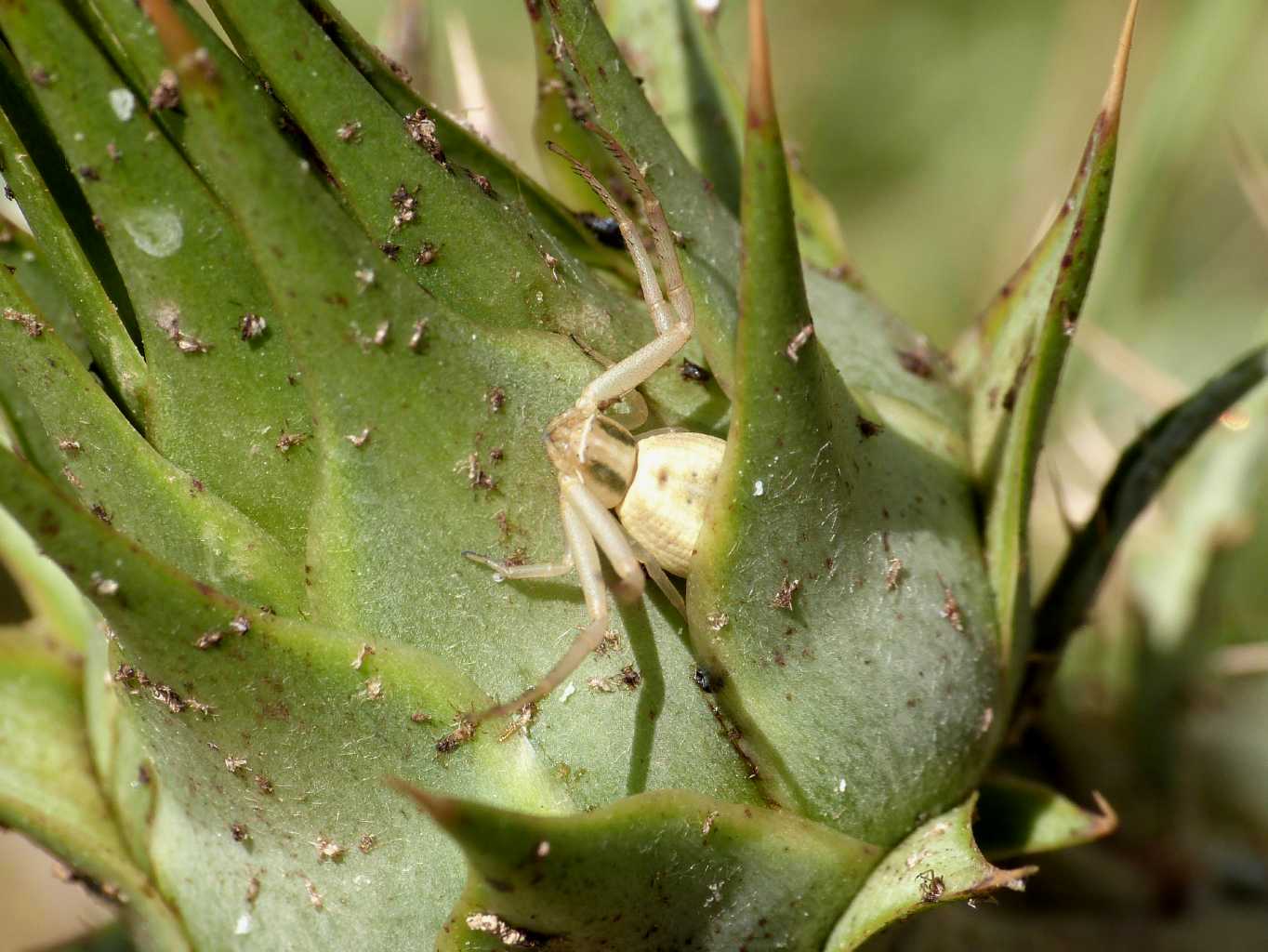 Runcinia grammica sbiadita - Tolfa (RM)